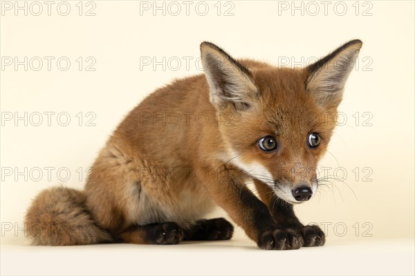 Red fox