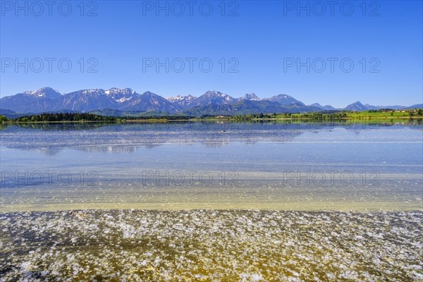 Flower pollen and flying seeds on the lake