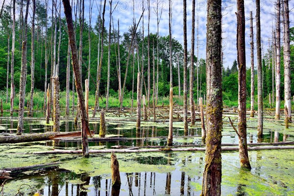 Lake created by beaver feeding with dead trees