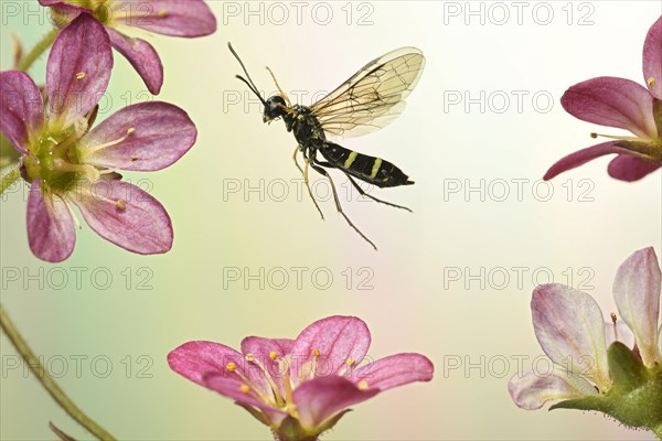 Cornstalk wasp