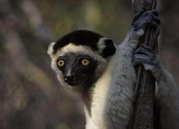 Verreaux's sifaka