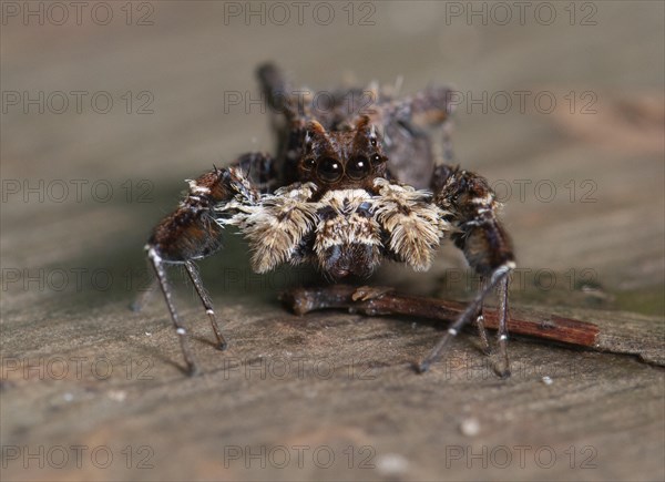 Jumping spider