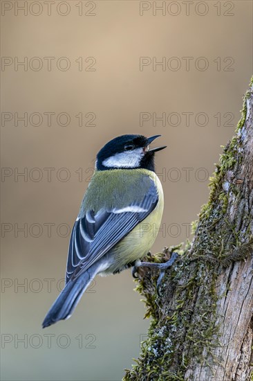 Great tit