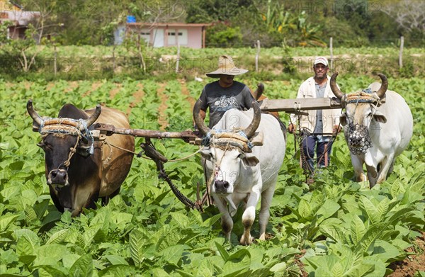 Common tobacco