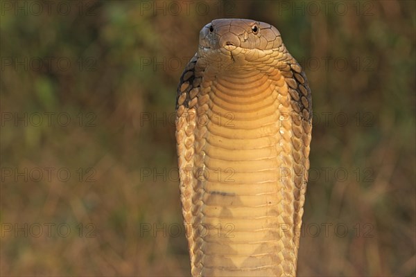 King Cobra