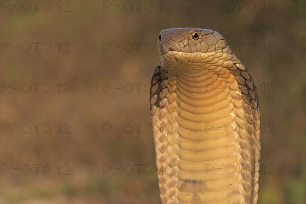 King Cobra