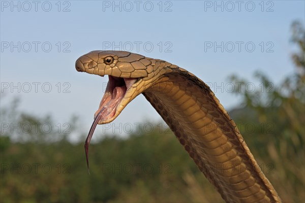 King Cobra