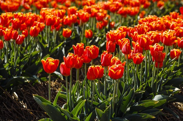 Tulips blooming in a tulip field