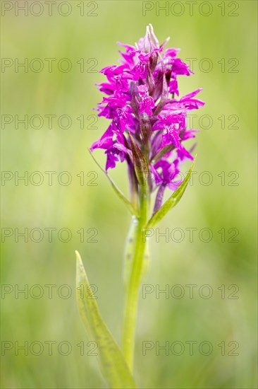 Western marsh orchid