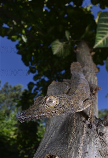 Leaf-tailed gecko