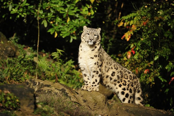 Snow leopard