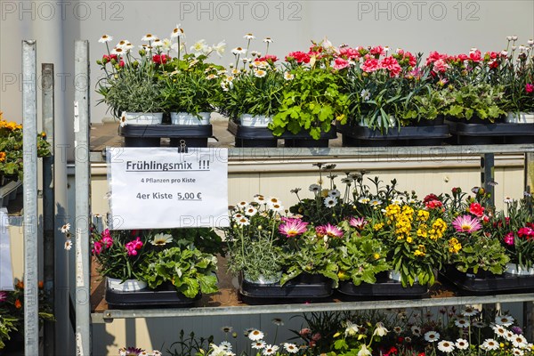 Bedding and balcony flowers in roll containers
