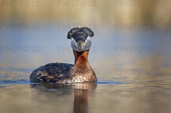 Red-necked grebe