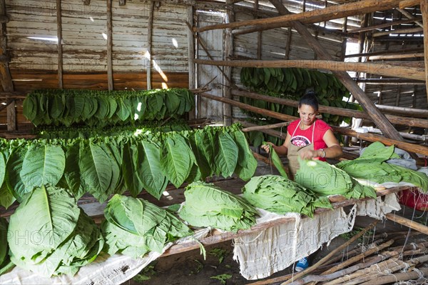 Cultivated tobacco