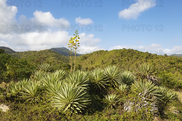 Caribbean agave