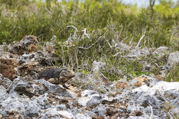 Cuban rock iguana