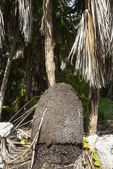 Termite hill