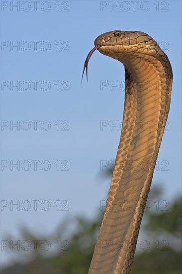 King Cobra