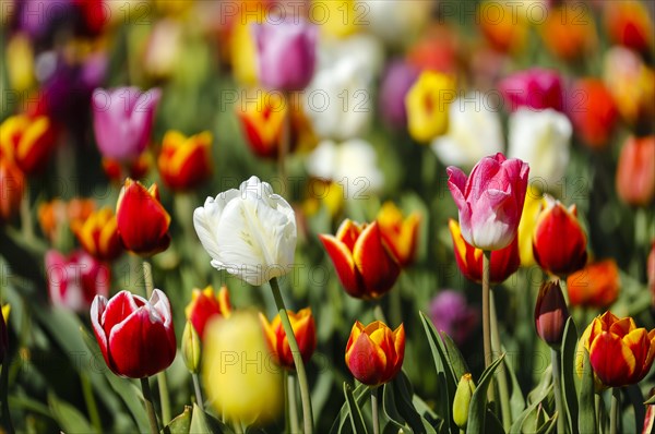 Tulips blooming in a tulip field