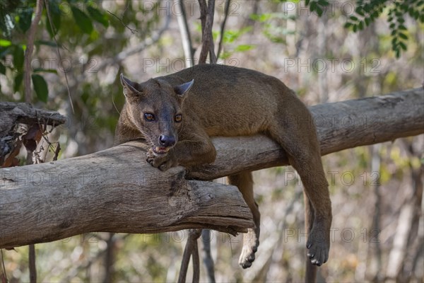 Fossa