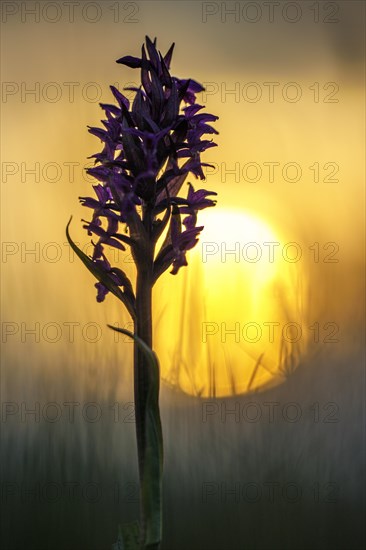 Western marsh orchid