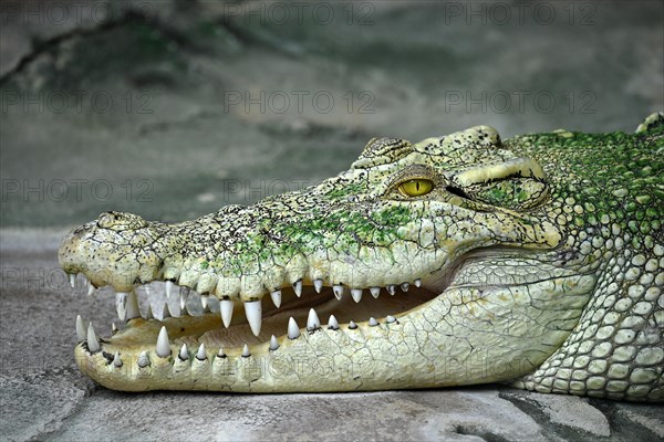 White Saltwater crocodile