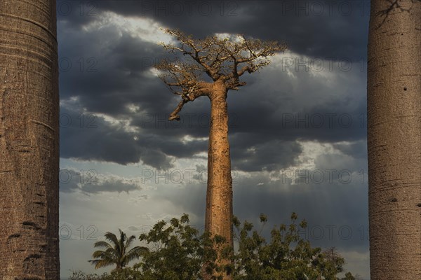 Baobab