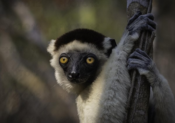 Verreaux's sifaka