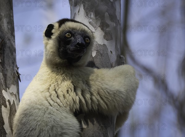 Verreaux's sifaka