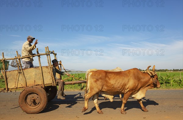 Ox cart