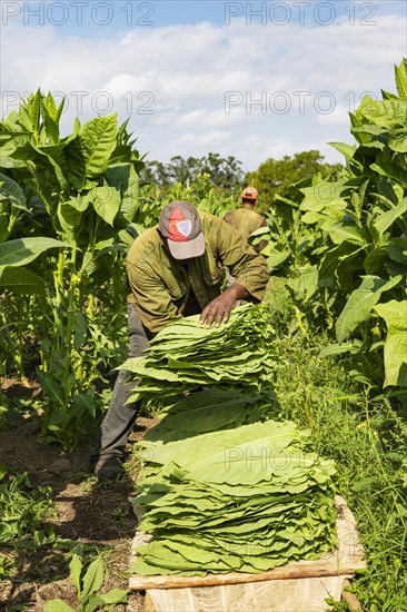 Cultivated tobacco