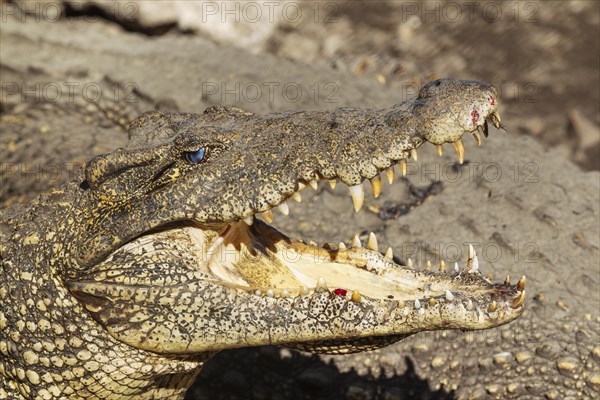 Cuban crocodile