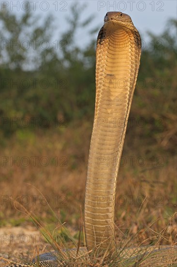 King Cobra