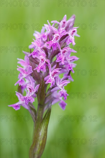 Western marsh orchid