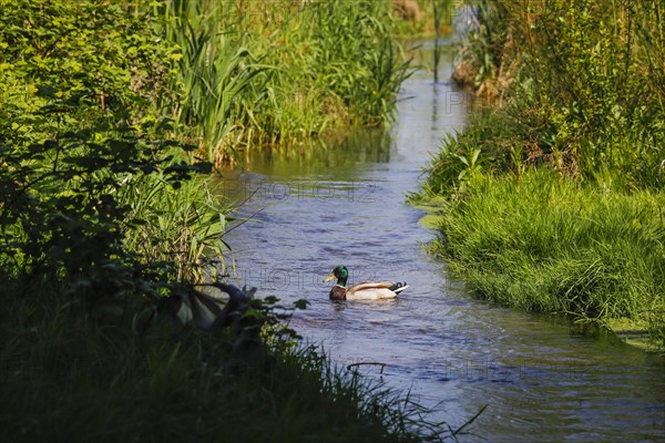 Renaturalised watercourse