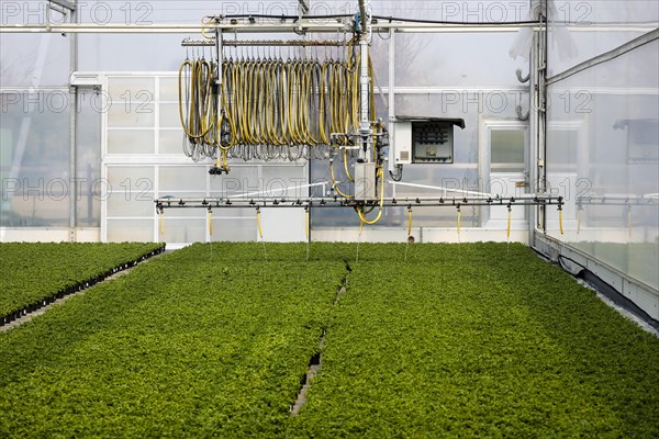 Automated irrigation of bedding and balcony flowers in greenhouse