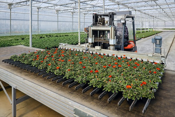 A forklift truck loads bedding and balcony plants onto a conveyor belt