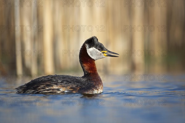 Red-necked grebe