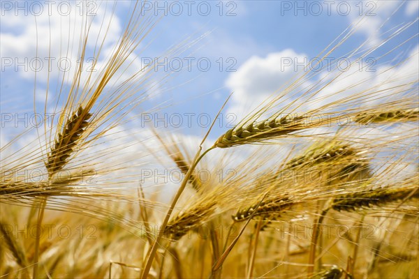 Barley