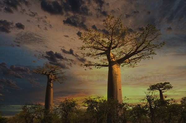 Baobab