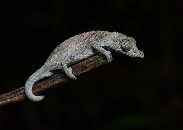 Chameleon