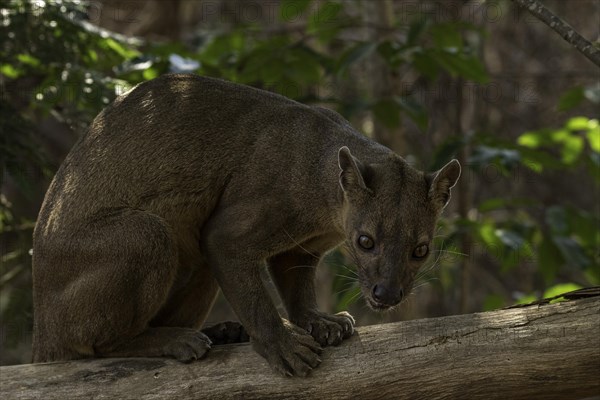 Fossa