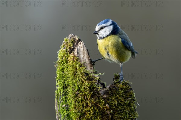 Blue tit