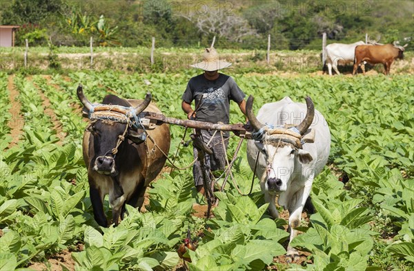 Common tobacco