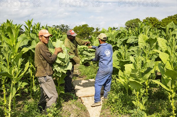 Cultivated tobacco