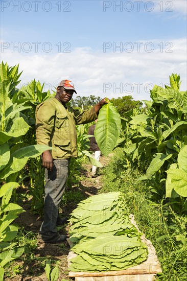 Cultivated tobacco