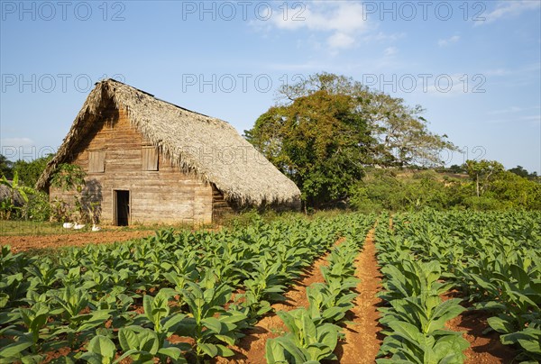 Cultivated tobacco