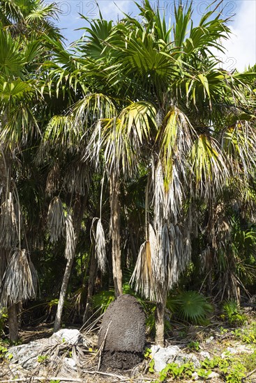 Termite hill