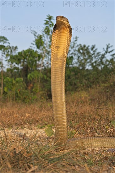 King Cobra