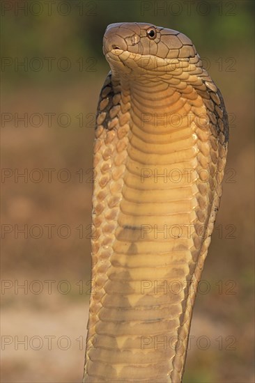 King Cobra